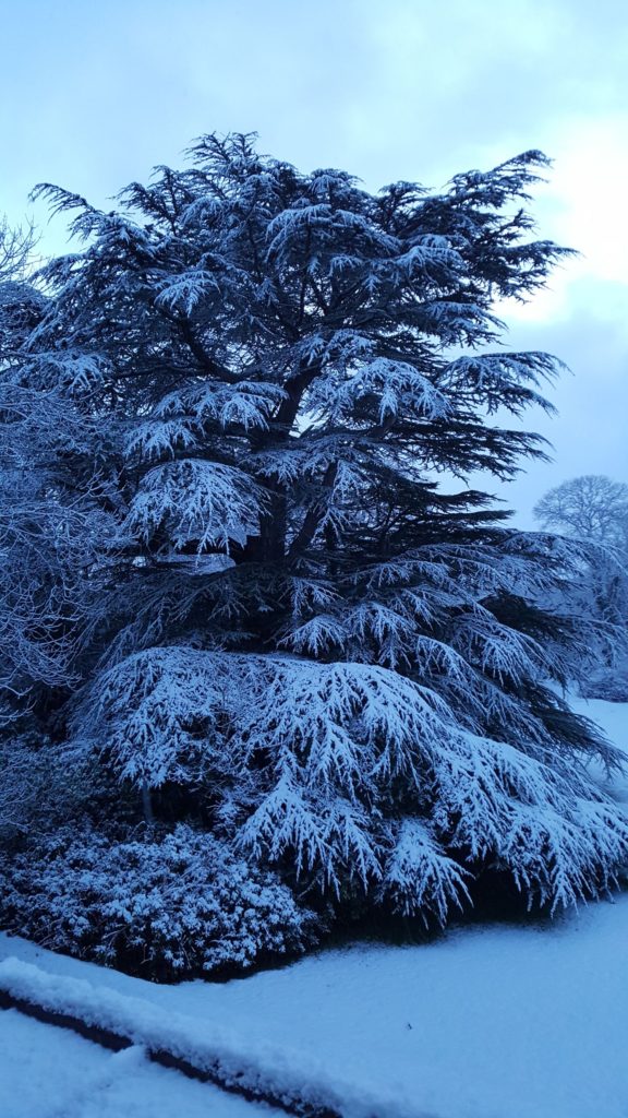 Cedar of Lebanon-Corravahan-Dec 2017_20171208_081606