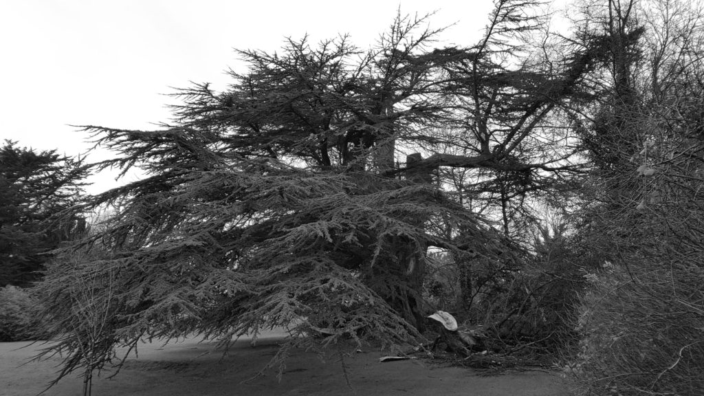 Cedar of Lebanon- Corravahan-January 2018_20180104_120133