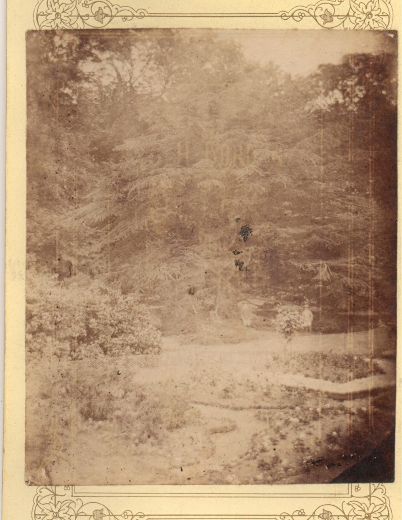 Cedar tree nr flower garden c1883